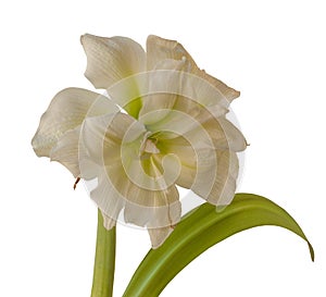 Bloom double Amaryllis Hippeastrum