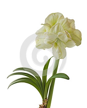 Bloom double Amaryllis Hippeastrum `Marilyn` on a white background isolated