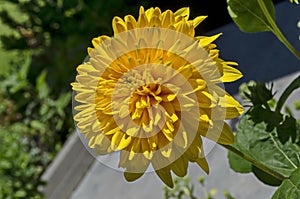 Bloom of dwarf sunflower plant or Helianthus dwarf in manastery garden, village Zhelyava photo