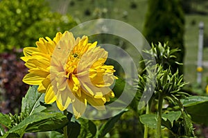 Bloom of dwarf sunflower plant or Helianthus dwarf in manastery garden, village Zhelyava photo