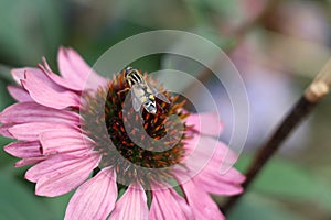 The bloom of an Echinacea