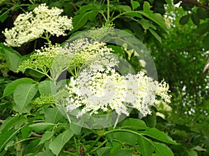 Bloom of elderberry in garden, floral background. An Elder bush in bloom. Flowers and leaves of elderflower Sambucus nigra.