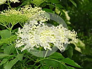 Bloom of elderberry in garden, floral background. An Elder bush in bloom. Flowers and leaves of elderflower Sambucus nigra.