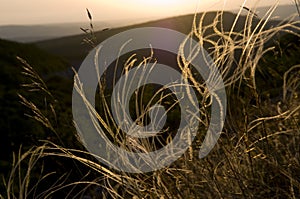 Bloom of a feather grass (stipa)