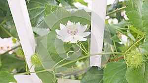 Bloom Fetid passion flower white color is Thai herb has 3 caterpillar photo