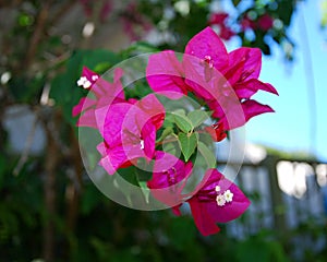 Bloom Flower in Arecibo on the Island of Puerto Rico