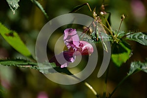 Bloom Flower in Autumn in the Sunder in the Town Walsrode, Lower Saxony