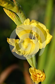 Bloom Flower in Autumn in the Sunder in the Town Walsrode, Lower Saxony