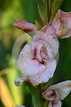 Bloom Flower in Autumn in the Sunder in the Town Walsrode, Lower Saxony