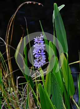 Bloom Flower in Everglades National Park, Florida
