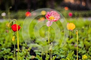 Bloom, flower, poppy, botanic garden, Christchurch.