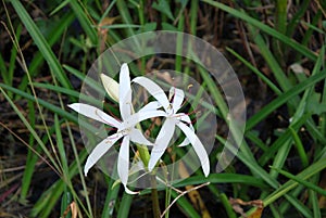 Bloom Flower in Swamp Landscape in Everglades National Park, Florida