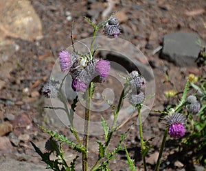 Bloom Flowers in Mountain Landscape in Olympic National Park on the Olympic Peninsula in Washington