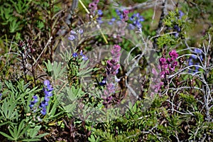 Bloom Flowers in Mountain Landscape in Olympic National Park on the Olympic Peninsula in Washington