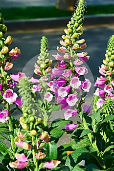 The bloom foxglove photo