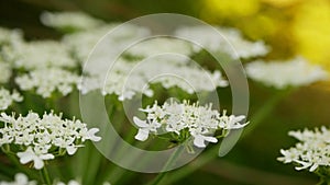 Bloom giant hogweed Heracleum mantegazzianum flower blossom cartwheel-flower, western honey bee flying insects blooming saw