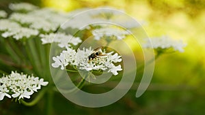 Bloom giant hogweed Heracleum mantegazzianum flower blossom cartwheel-flower, western honey wasp Vespula bee flying