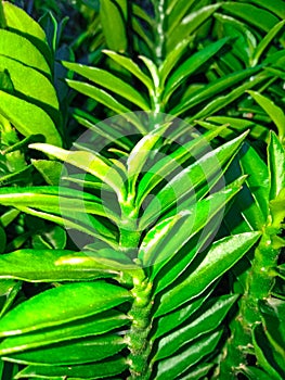 Bloom green Tree In the garden