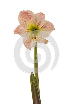 Bloom hippeastrum (amaryllis) \