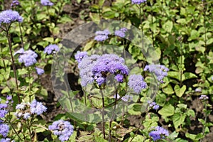 Bloom of lavender colored Ageratum houstonianum