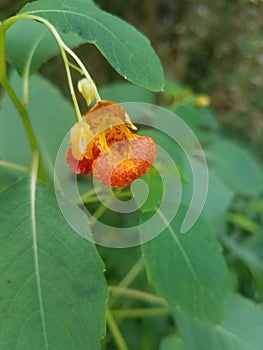 Bloom and leaves of impatiens capensis