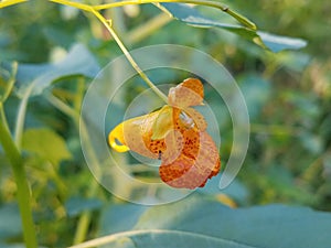 Bloom and leaves of impatiens capensis