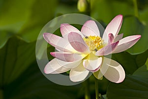 Bloom lotus