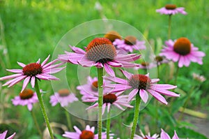 Bloom in nature echinacea purpurea