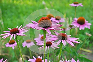 Bloom in nature echinacea purpurea photo