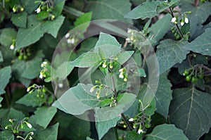 Bloom in nature Solanum nigrum