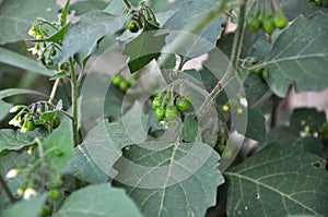 Bloom in nature Solanum nigrum