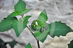 Bloom in nature Solanum nigrum