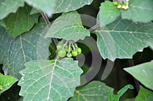 Bloom in nature Solanum nigrum