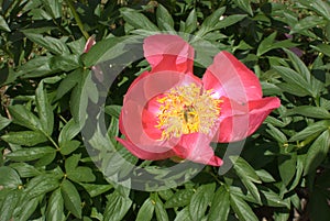 A bloom of the Paeonia Flame variety of the Peony