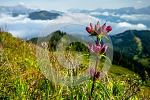 Bloom of Pannonian Gentian Overlooking the Alpine Valley with Inverse Cloud