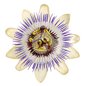 bloom of passionflower