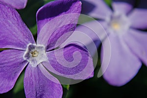 Bloom of pastel purple periwinkle in spring time nature photo