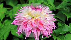 Bloom Pink Dahlia Colorful Of Summer