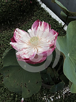 Bloom pink lotus flower