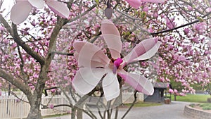 Bloom on Pink Tulip Tree Magnolia Campbellii