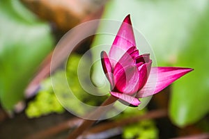 Bloom pink water lily in pottery in home garden