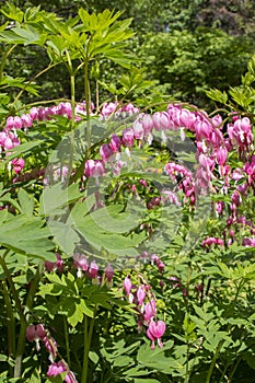 Bloom pink white flowers Bleeding Heart known as Dicentra Spectabilis. Flowers like broken heart, romance, beauty, garden flowers