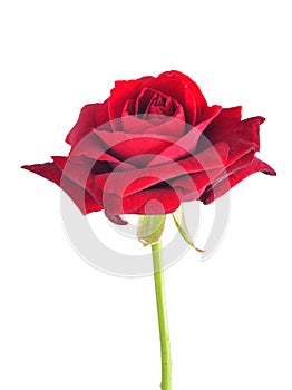 Bloom of a red rose isolated