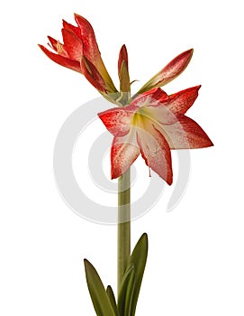 Bloom red and white Amaryllis (Hippeastrum) \