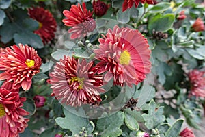 Bloom of red and yellow semidouble Chrysanthemums in October photo