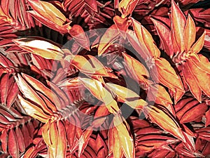 Bloom RedTree In the garden