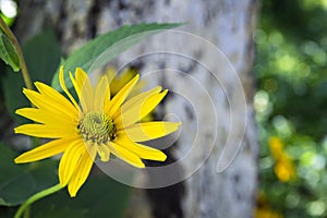 Bloom of rudbeckia or rudbekia fulgida, goldstrum with beauty green grasshopper in garden. Summer style