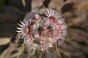 Bloom of Sempervivum tectorum