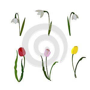 bloom set of spring flowers snowdrops and tultie on white background