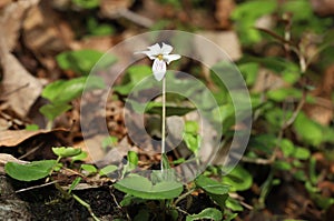 Bloom of a Sweet White Violet, Viola blanda.